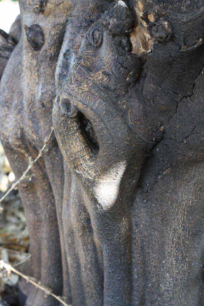            Bark (Femminello Siracusano 2KR, Riverside, CA)   